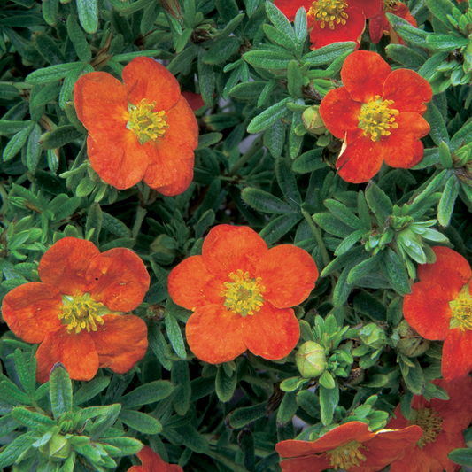 Potentilla 'Red Ace'