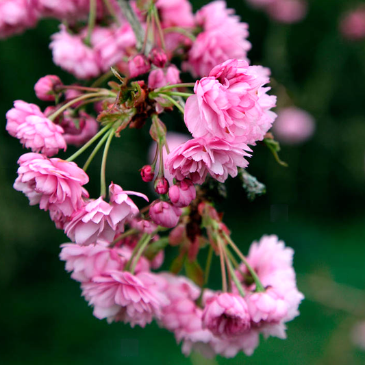 Prunus 'Kiku-shidare-zakura'