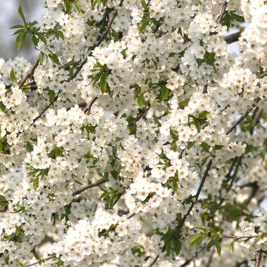 Wild Cherry Bare Root Hedge