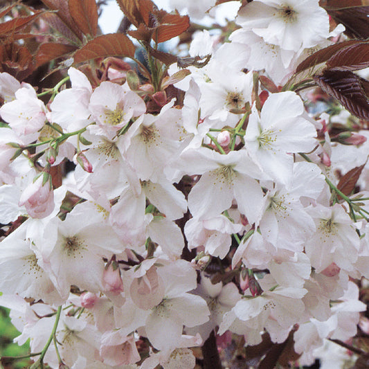 Prunus 'Chocolate Ice'