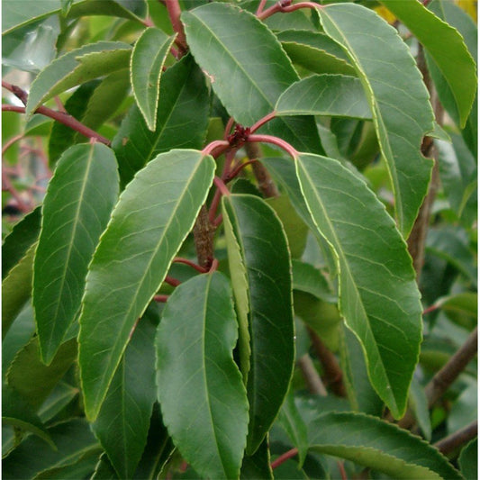 Prunus lusitanica