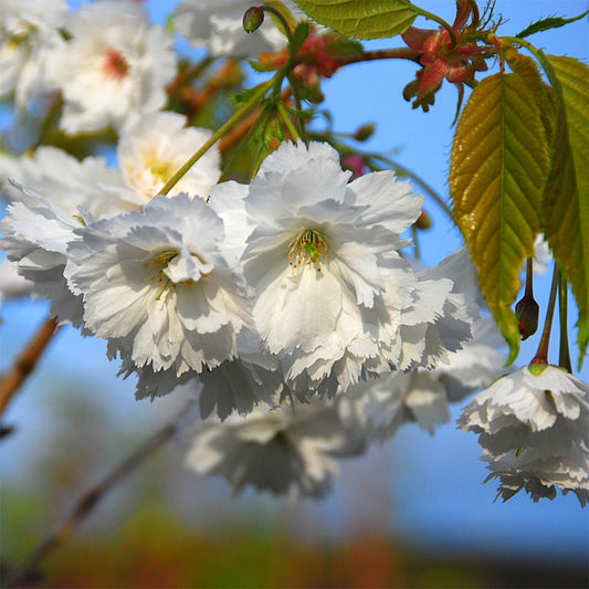 Prunus 'Shōgetsu'