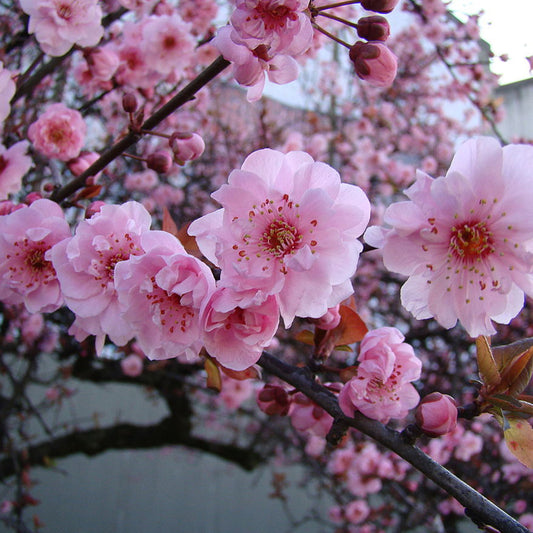 Prunus x blireana