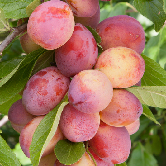 Plum 'Victoria' Patio Tree