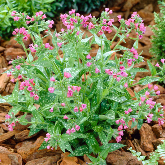 Pulmonaria 'Raspberry Splash'