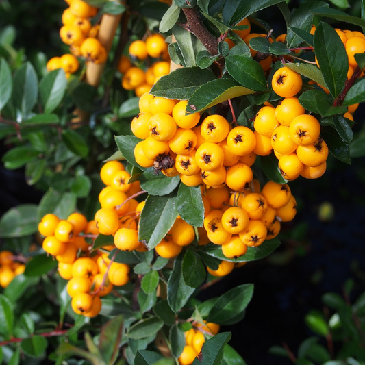 Golden Firethorn Hedge