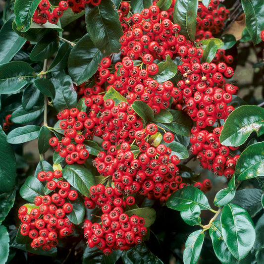 Pyracantha 'Mohave'