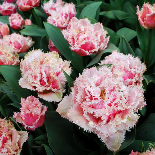 Tulip 'Queensland'