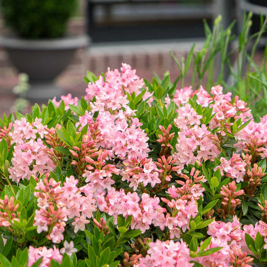 Rhododendron 'Bloombux Magenta'