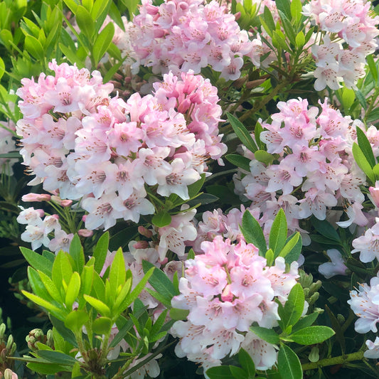 Rhododendron 'Bloombux Light Pink'