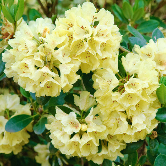 Rhododendron 'Goldkrone'