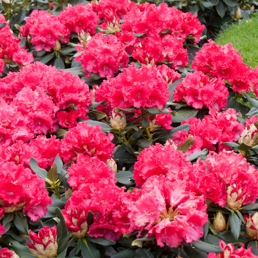 Rhododendron 'Markeeta's Prize'