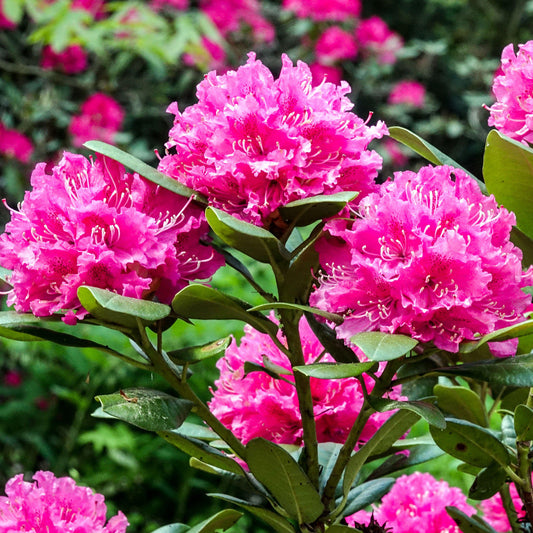 Rhododendron 'Rocket'