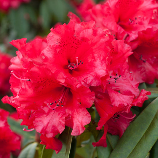 Rhododendron 'Taurus'