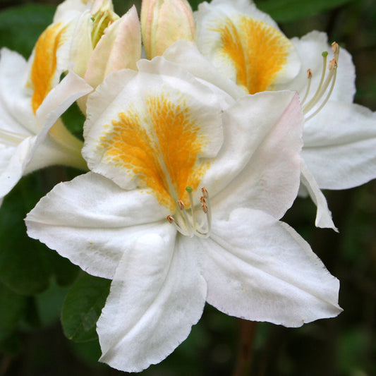 Rhododendron 'White Gold'