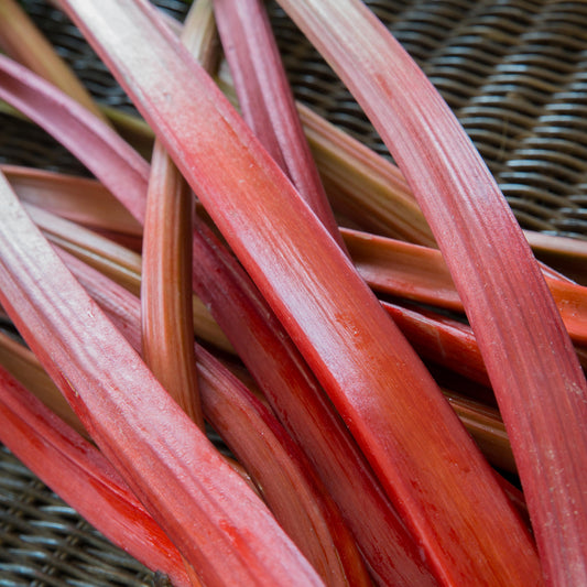 Rhubarb 'Livingstone' Bare Root Crowns