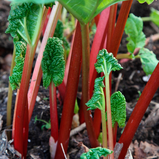 Rhubarb 'Timperley Early' Bare Root Crowns