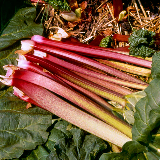 Rhubarb 'Victoria' Bare Root Crowns