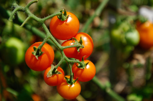 Cluster of bright orange-red cherry tomatoes growing on a green hairy stem, with some unripe tomatoes visible in the blurred background. The tomatoes are round, glossy, and appear perfectly ripe.