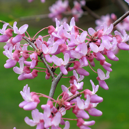 Robinia 'Hillieri'