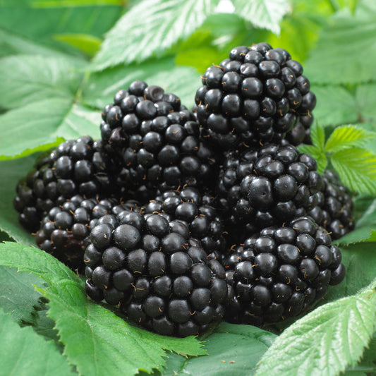 Blackberry 'Black Satin'