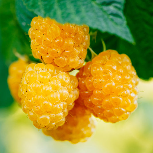 Raspberry 'Blondy'