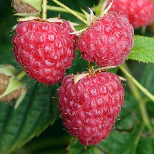 Raspberry 'Preussen'