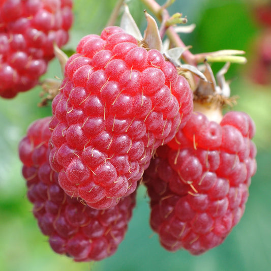 Raspberry 'Tulameen'