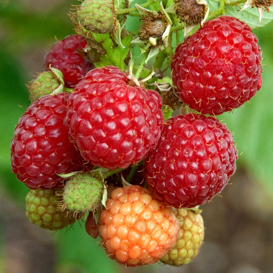 Raspberry 'Williamette'