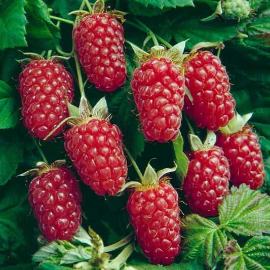 Loganberry loganobaccus