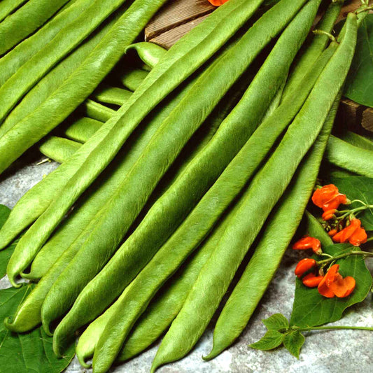 Runner Bean 'Enorma'