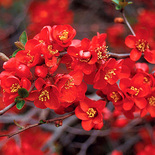 Chaenomeles 'Crimson and Gold'