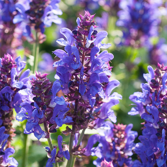 Salvia 'Blue Marvel'