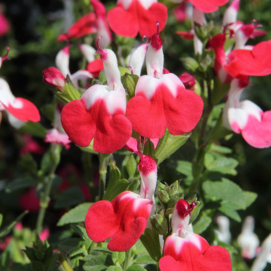 Salvia 'Little Kiss'