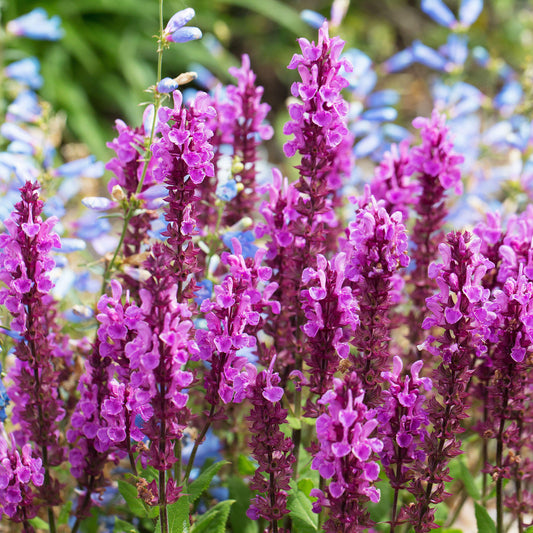 Salvia 'Rose Marvel'