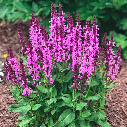 Salvia 'Rose Marvel' | Sage – Gardeners Dream