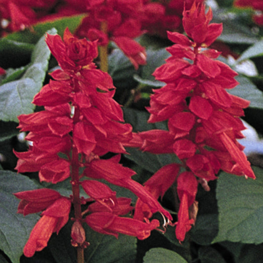 Salvia Vista Red Bedding Plants