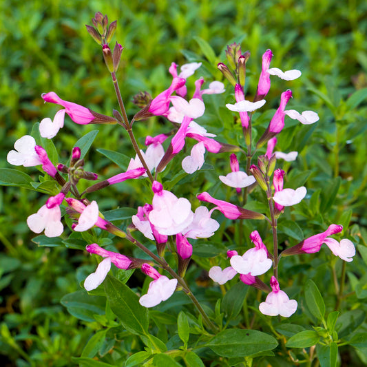 Salvia 'Joy'