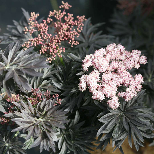 Sambucus 'Laced Up'