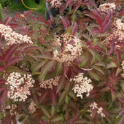 Sambucus 'Serenade'