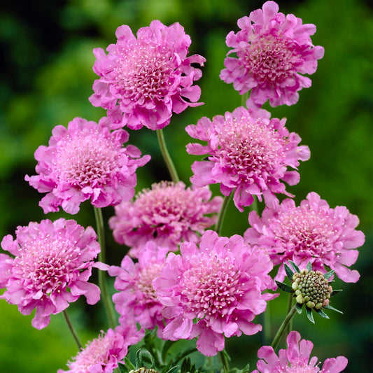 Scabiosa 'Pink Mist'