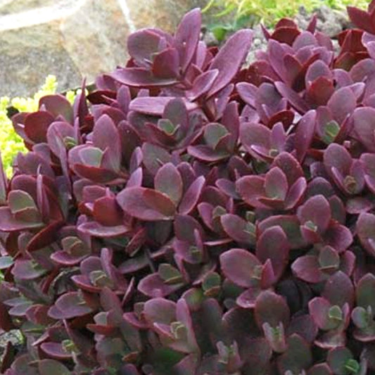 Sedum 'Firecracker'