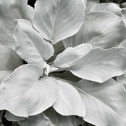 Senecio 'Angel Wings'