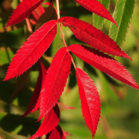 Sorbus commixta