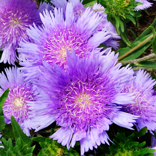 Stokesia 'Mini Mel's'