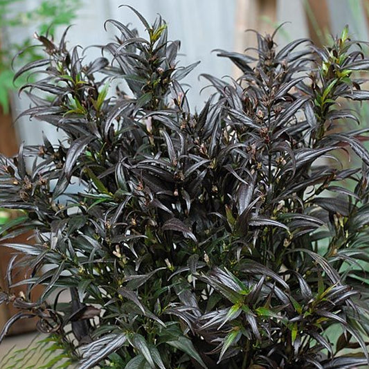 Strobilanthes 'Brunetthy'