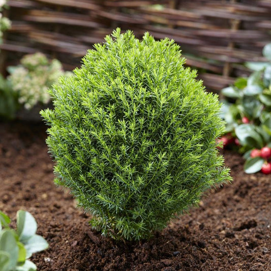 Thuja 'Teddy'