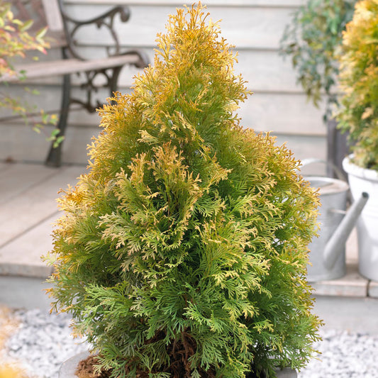 Thuja 'Golden Anne'