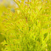 Thuja 'Golden Smaragd'