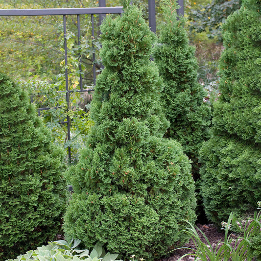 Thuja 'Holmstrup'